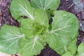 Chinese cabbage and red Russian kale in raised bed garden on rainy day Royalty Free Stock Photo