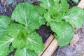 Chinese cabbage and red Russian kale in raised bed garden on rainy day Royalty Free Stock Photo