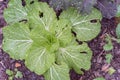 Chinese cabbage and red Russian kale in raised bed garden on rainy day Royalty Free Stock Photo