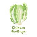 Chinese Cabbage stock icon. Chinese leaf vegetable isolated on white. Cartoon Pe-Tsai. Illustration of fresh eco farm