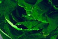 Chinese cabbage on the table with drops of water