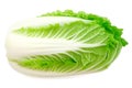 Chinese cabbage