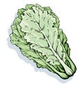 Chinese cabbage. Vector drawing