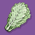 Chinese cabbage. Vector drawing