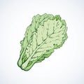 Chinese cabbage. Vector drawing