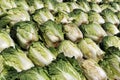 Chinese cabbage vegetable