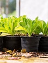 Chinese cabbage vegetable