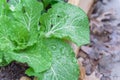 Chinese cabbage with water drops on green leaves in raised bed garden Royalty Free Stock Photo