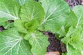 Chinese cabbage with water drops on green leaves in raised bed garden Royalty Free Stock Photo