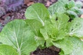 Chinese cabbage with water drops on green leaves in raised bed garden Royalty Free Stock Photo