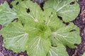 Chinese cabbage with water drops on green leaves in raised bed garden Royalty Free Stock Photo
