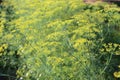 Chinese cabbage yellow flowers is blooming.