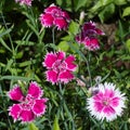 Dianthus chinensis bloom in the summer garden