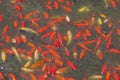 Chinese carp Koi in an artificial pond