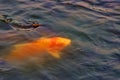 Chinese carp and large koi carp in the pond Royalty Free Stock Photo