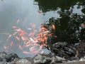 Chinese carp in a pond