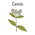 Chinese cassia Cinnamomum cassia , medicinal plant