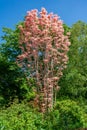 Chinese Cedar Flamingo tree