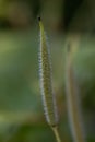 Chinese celandine poppy Stylophorum lasiocarpum, seedpod