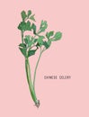Chinese celery, sketch vector.