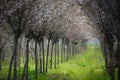 Chinese Cherry Blossom Spring Forest