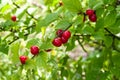 Chinese cherry on a branch Royalty Free Stock Photo