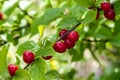 Chinese cherry on a branch Royalty Free Stock Photo