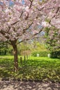 Chinese cherry tree