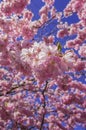 Chinese cherry tree