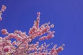 Chinese cherry tree