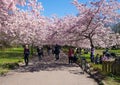 Chinese cherry tree