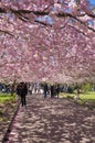 Chinese cherry tree