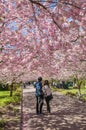 Chinese cherry tree