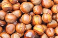 Chinese chestnut