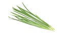 Chinese chive in a white background Royalty Free Stock Photo
