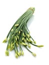 Chinese Chives