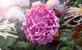 chinese chrysanthemum Royalty Free Stock Photo