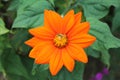 Chinese chrysanthemum flower smiles at the sun. Chinese chrysanthemum flower on an isolated background Royalty Free Stock Photo