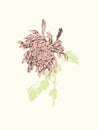 Chinese chrysanthemum. Pink Detailed Chrysanthemum flower Vector design. Pastel tone floral