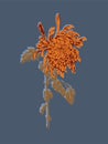 Chinese chrysanthemum. Single Orange Chrysanthemum flower drawing on Blue