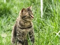 The majestic tabby cat on the lawn