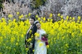 Chinese couple wedding portraint in cole flower field Royalty Free Stock Photo