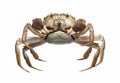 Chinese crab isolated on white background