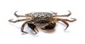 Chinese crab isolated on white background