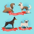 Chinese crested, chinese crested powder puff, pug dog, doberman dog.