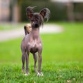 Chinese Crested Dog Royalty Free Stock Photo