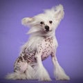 Chinese Crested Dog, 9 months old, sitting