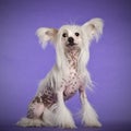 Chinese Crested Dog, 9 months old, sitting Royalty Free Stock Photo