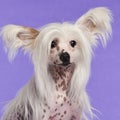 Chinese Crested Dog, 9 months old, sitting Royalty Free Stock Photo