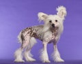 Chinese Crested Dog, 9 months old, standing Royalty Free Stock Photo